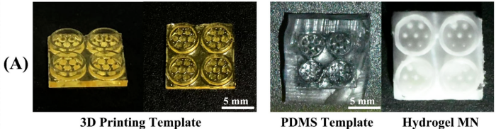 A bioinspired microneedle hydrogel patch A bioinspired microneedle hydrogel patch