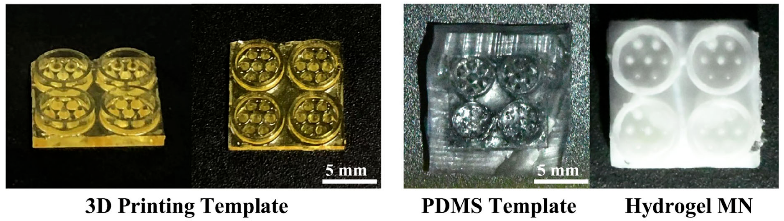 Bioinspired Microneedle Patch Bioinspired Microneedle Patch