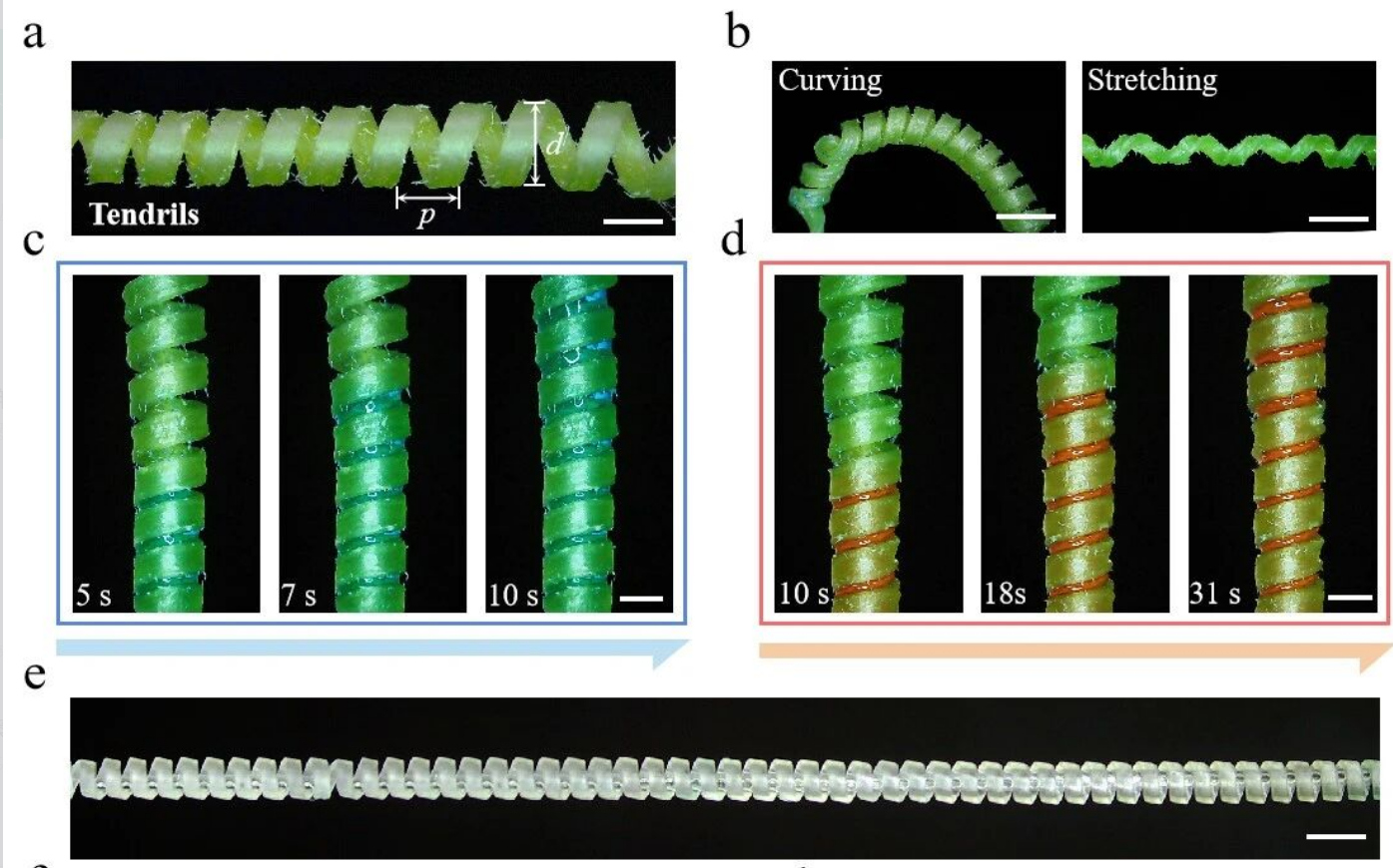 3D-printed biomimetic spring-like microchannels in cucumber rolls 3D-printed biomimetic spring-like microchannels in cucumber rolls